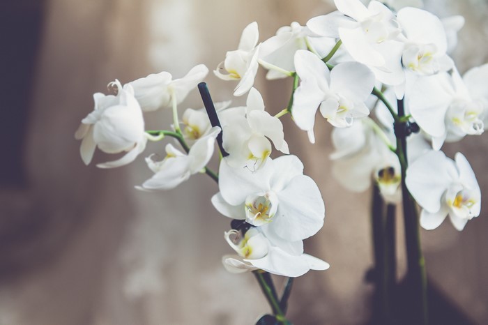 White Orchids