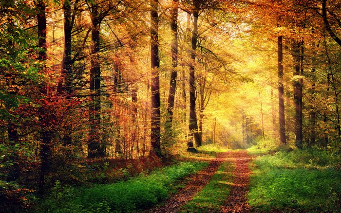 4K Autumn Forest Path with Sunlight Rays