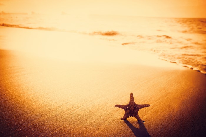 Starfish on a sandy beach at sunset