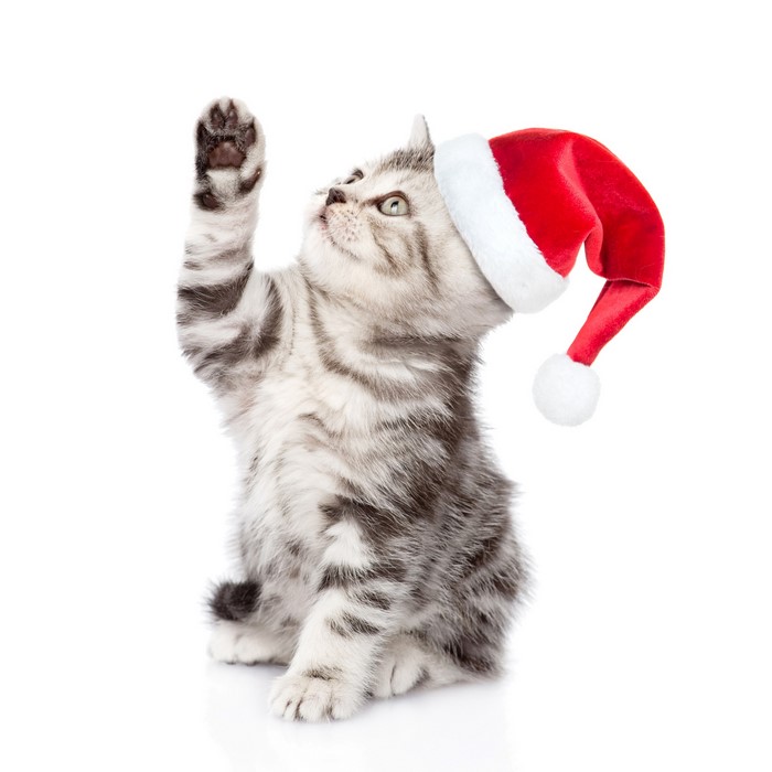 Kitten wearing a Santa hat raising its paw