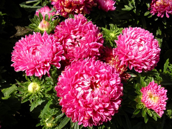 Close-up of bright pink asters in bloom