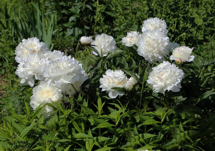 White Peonies in a Garden