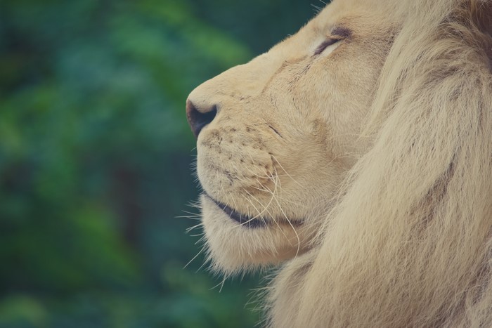White Lion close-up profile