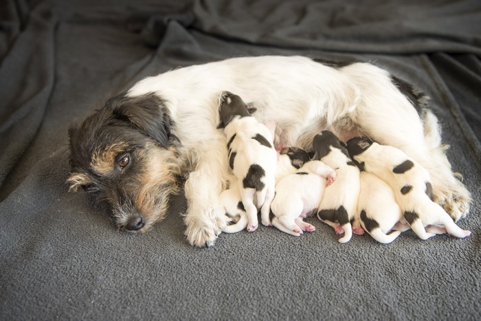Mother dog nursing puppies