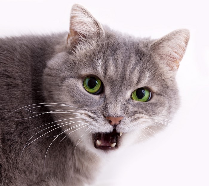 Close-up of a grey cat with green eyes and bared teeth