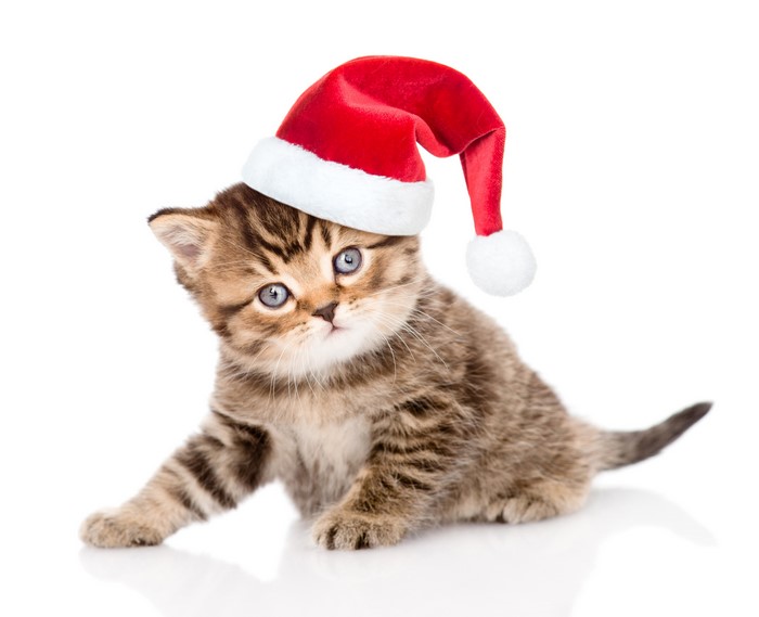 Kitten wearing a Santa hat