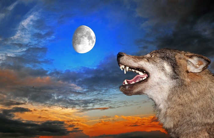 Wolf howling at the moon in the sky