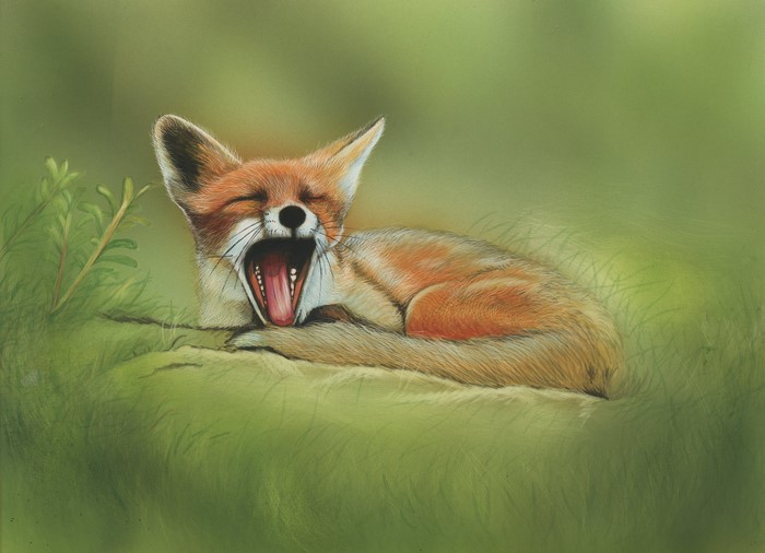 Painting of a yawning fox in grass