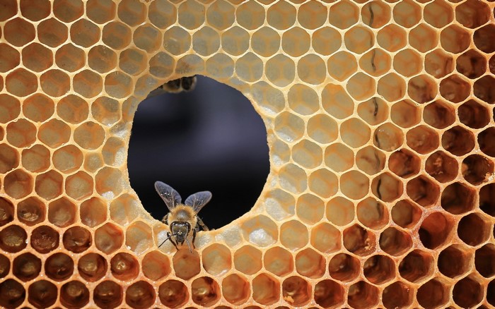 Bee on a honeycomb
