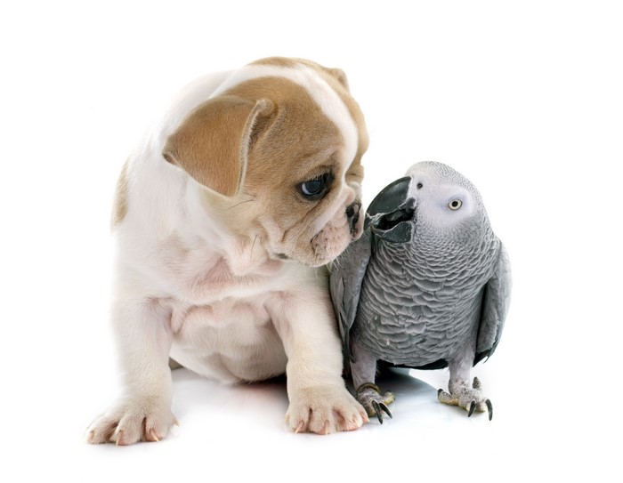 French Bulldog Puppy and African Grey Parrot on White Background