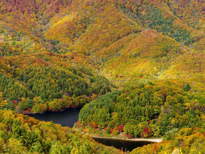 Autumn forest with a river