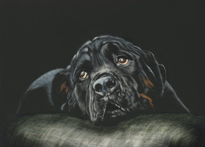Painting of a Rottweiler dog