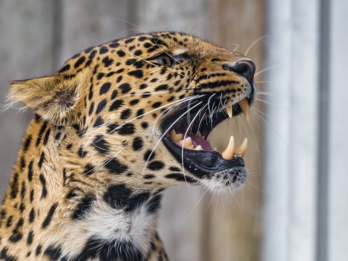 Leopard roaring with fangs exposed