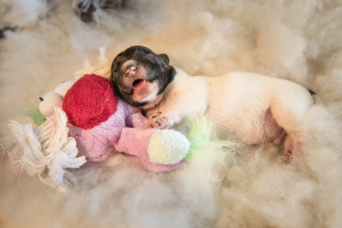 Puppy sleeping on toys