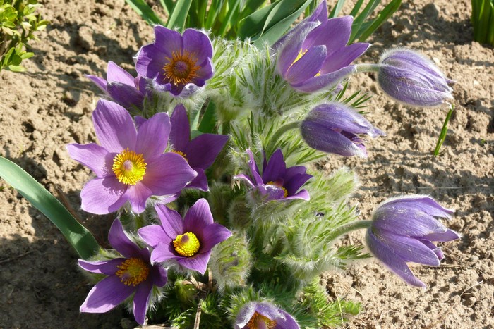 Purple Pulsatilla flowers with yellow centers