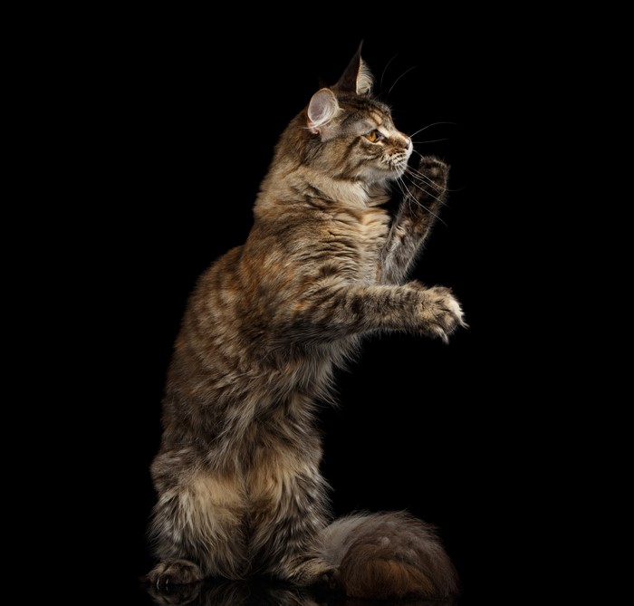 Maine Coon Cat Standing on Black Background