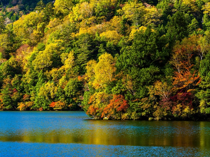 Autumn forest by a lake