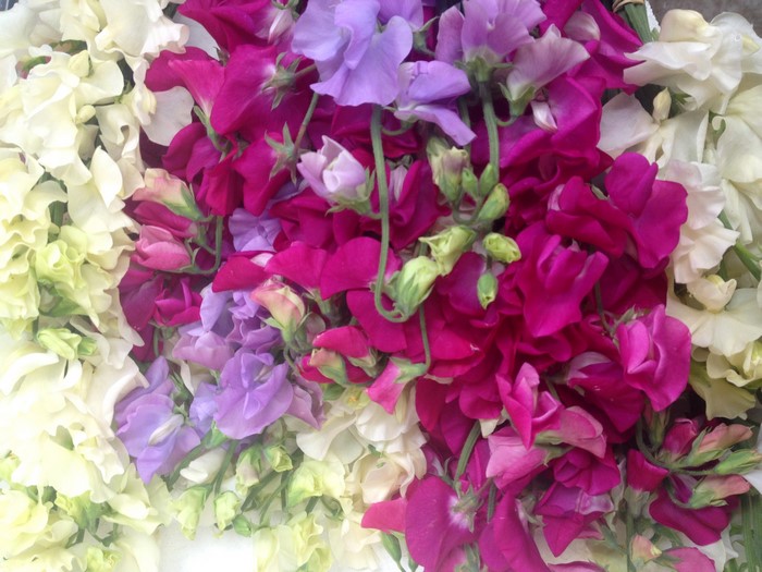 Close-up of colorful sweet pea flowers