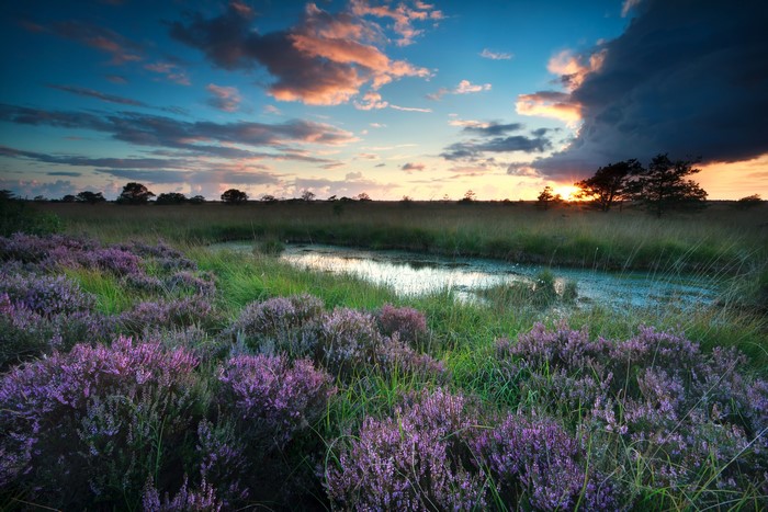 Heather flowers and a pond at sunset