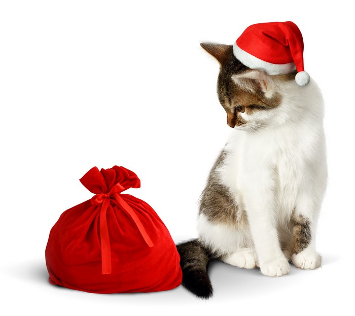 Kitten wearing Santa hat with Christmas gift bag