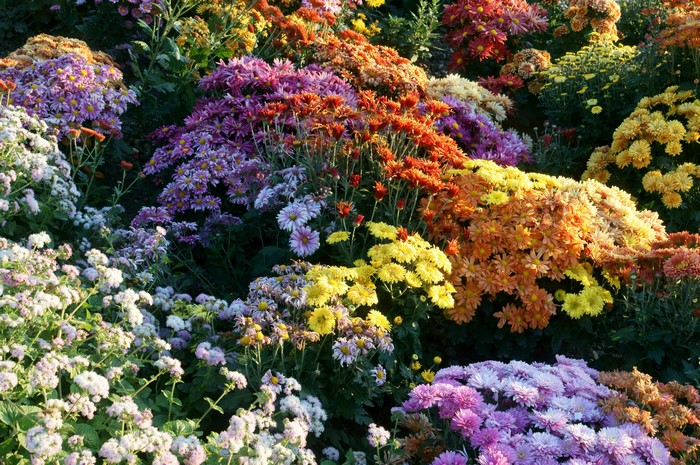 A vibrant garden filled with many colorful chrysanthemums