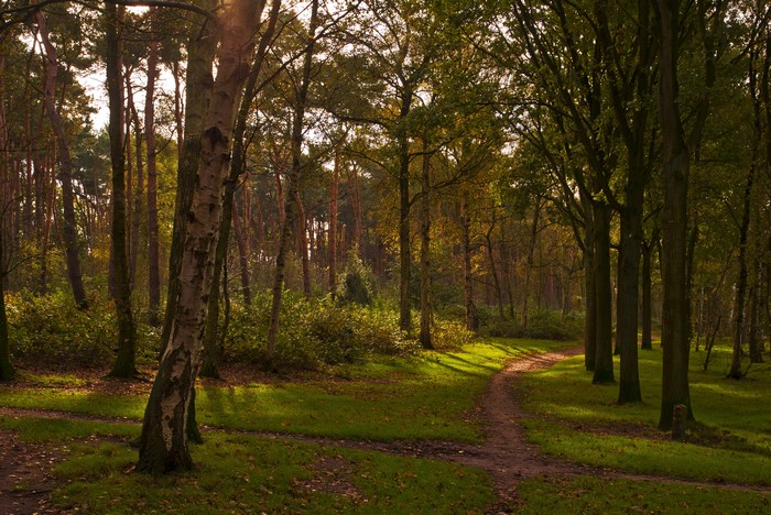 Forest path in Huizermaat Huizen, Netherlands during Autumn