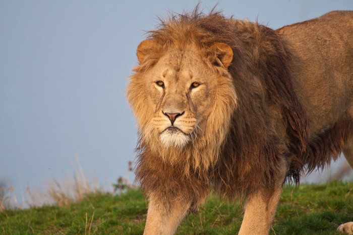 Lion with mane in grassy field