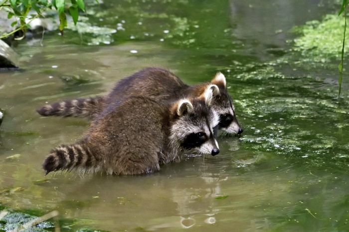 Two Raccoons in Water