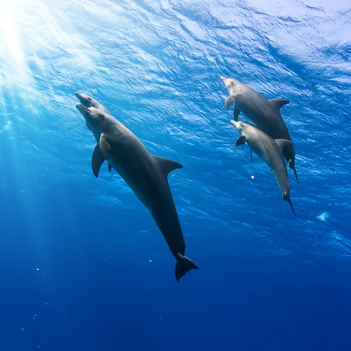 Three dolphins swimming underwater