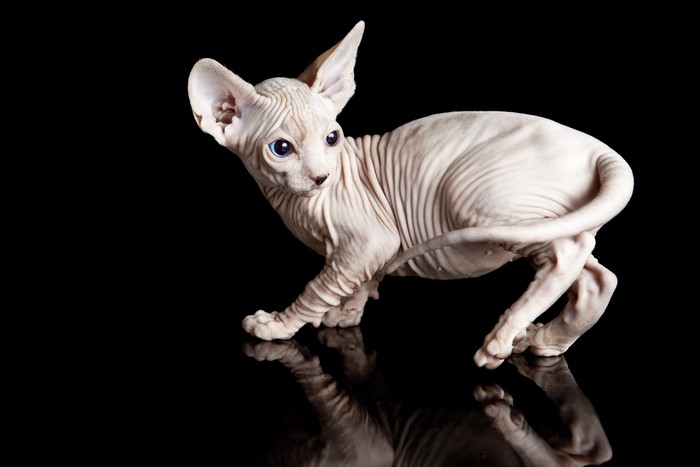 Sphynx cat with blue eyes on black background