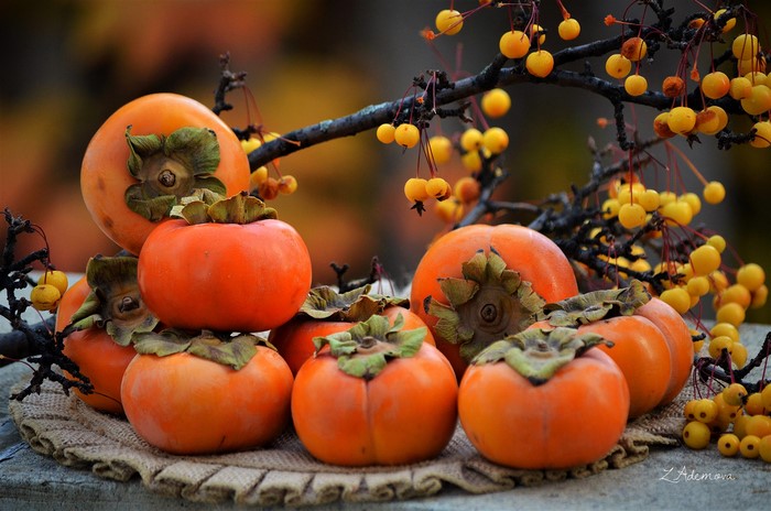 Persimmons and yellow berries on a branch