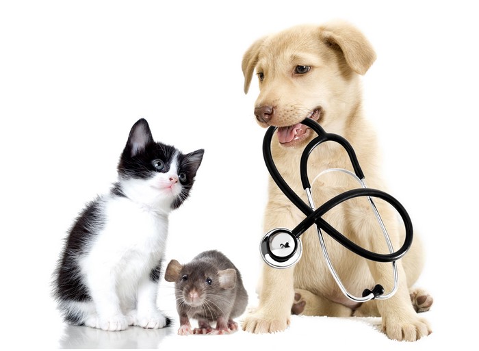 Puppy with stethoscope, kitten, and rat
