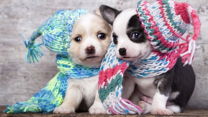 Two puppies wearing winter hats and scarves