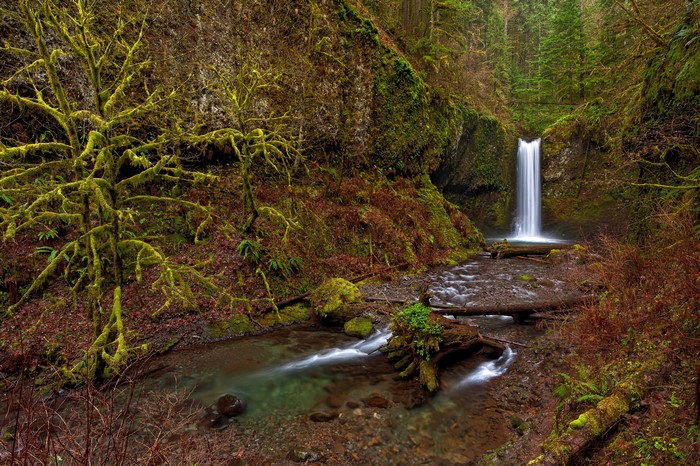 Wiesendanger Falls Oregon USA Autumn Moss