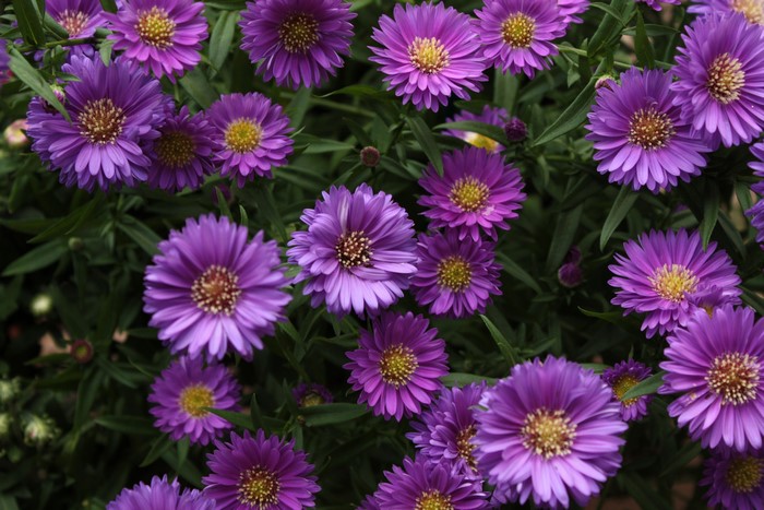 Purple Asters in Bloom