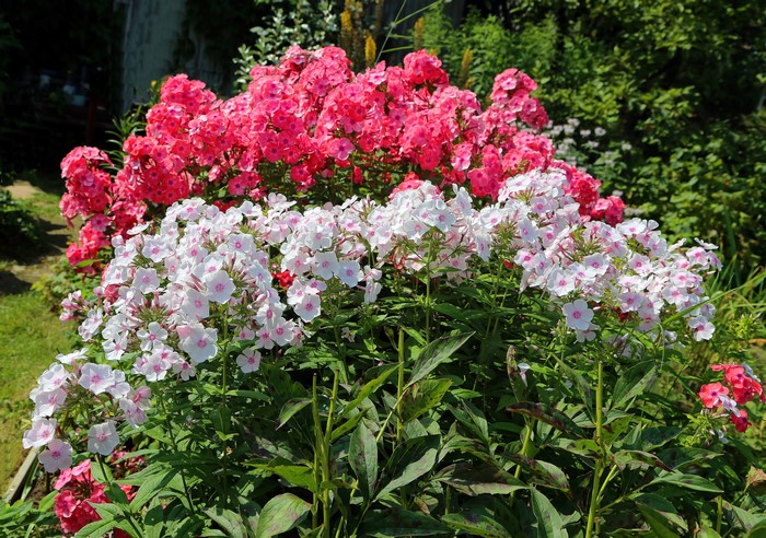 Pink and white phlox flowers in a garden