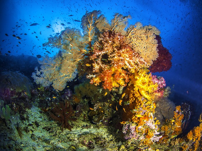 4K Underwater world with Corals and Fish