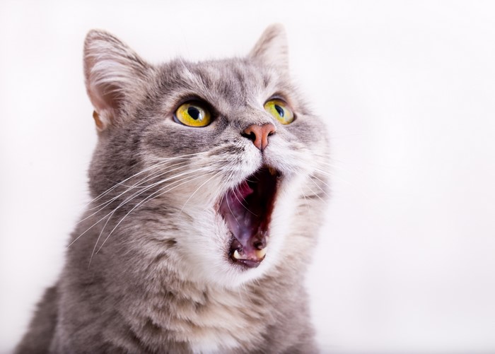 4K Gray Cat Yawning on White Background