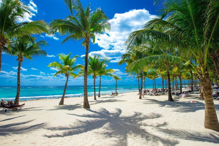 Tropical Beach with Palm Trees and Ocean