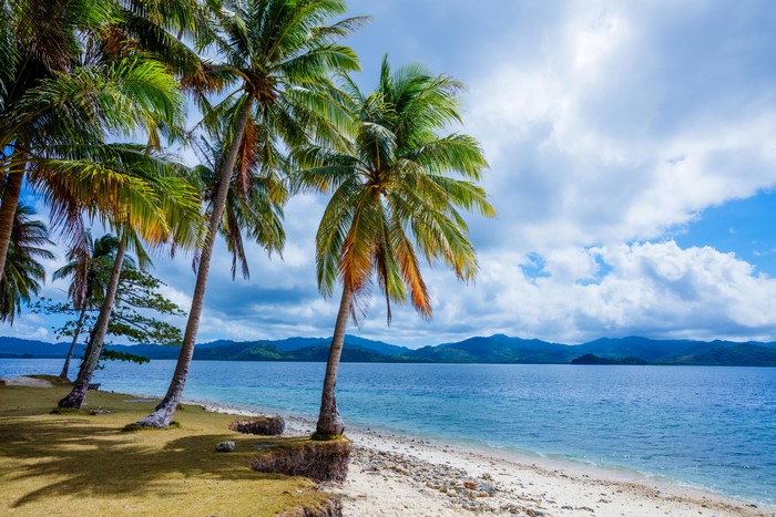 Palm trees on a tropical beach in the Philippines