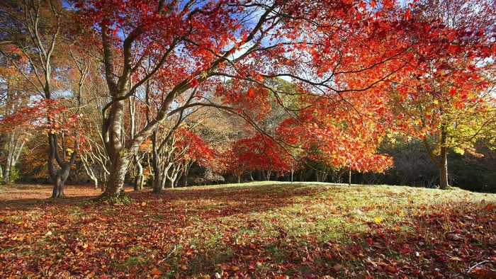 Autumn Trees with Red and Yellow Foliage