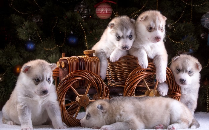 Husky puppies in a Christmas setting