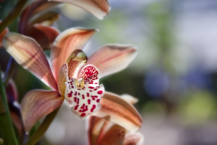 Orchid closeup