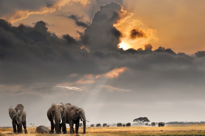 Elephants walking in a savanna under dramatic clouds at sunset