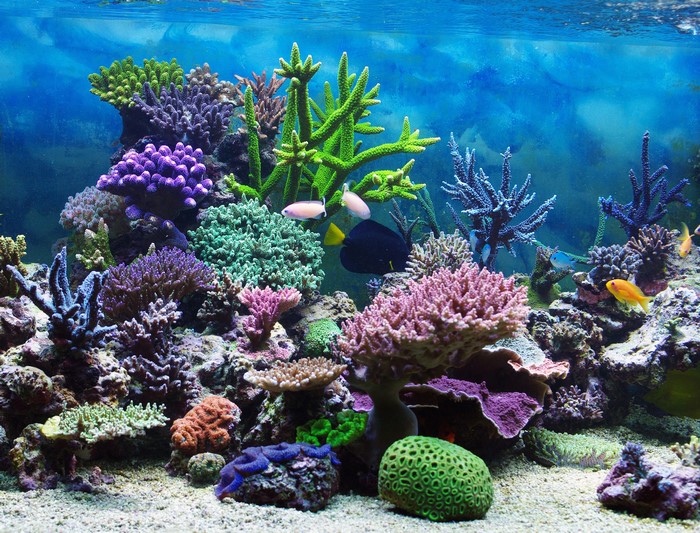 Underwater coral reef with various fish