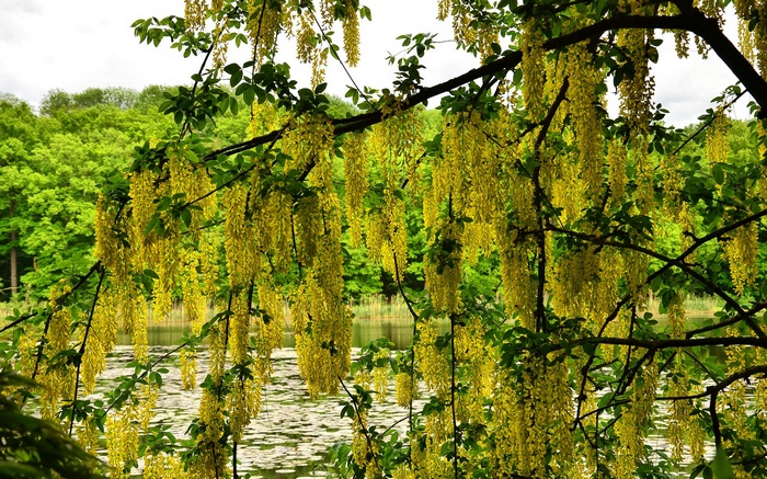 Golden Chain Tree Flowers Over Water