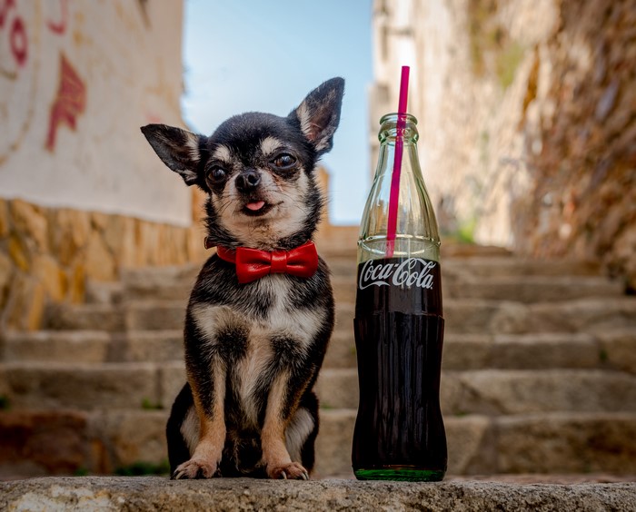 can a dog drink coke