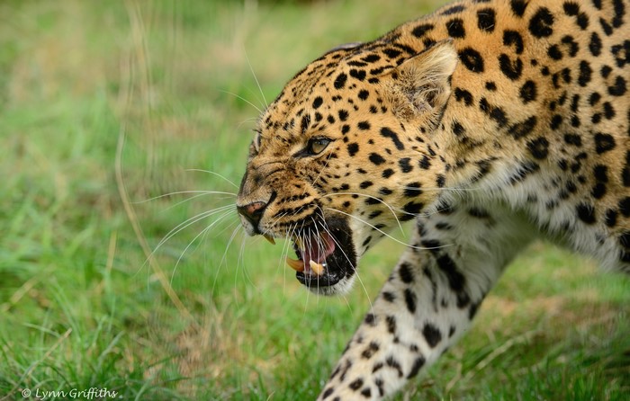 Leopard roaring with fangs bared