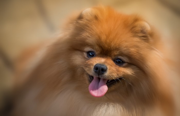 Ginger Pomeranian dog with tongue out