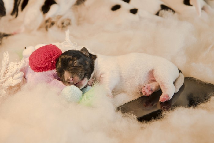 Puppy sleeping on toys